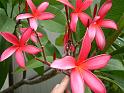 Frangipani Red 